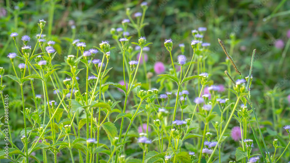 beautiful wild flower in the meadow. natural background