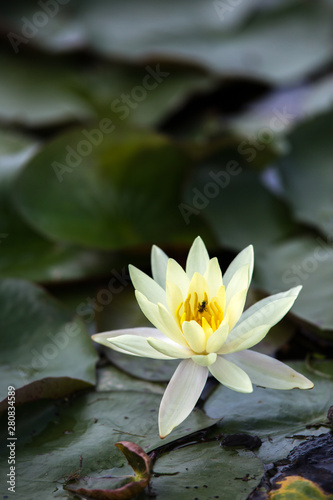 Wallpaper Mural 睡蓮の花 Torontodigital.ca