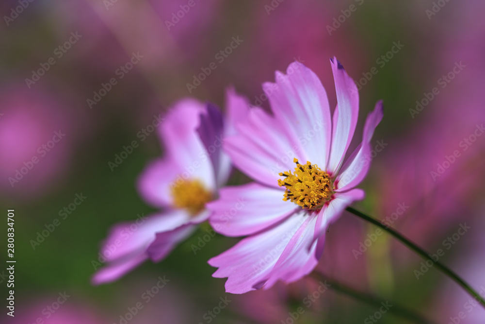 Obraz premium コスモス畑 秋イメージ