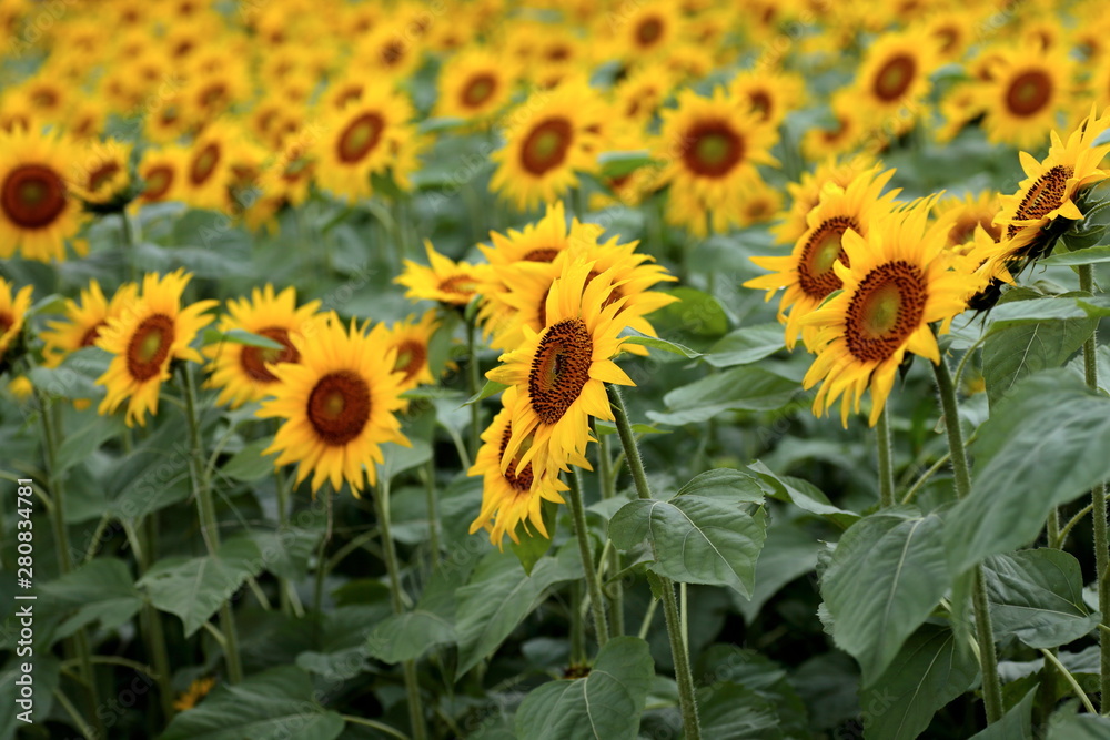 It has become the best time to see sunflowers.