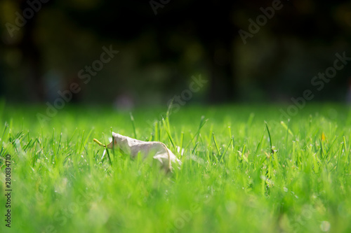 juicy green grass color. beautiful lawn. nice background screensaver. Leaf on the lawn. © natalylad