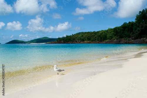 seagull at Whitehaven Beach, Whitsundays Australia
