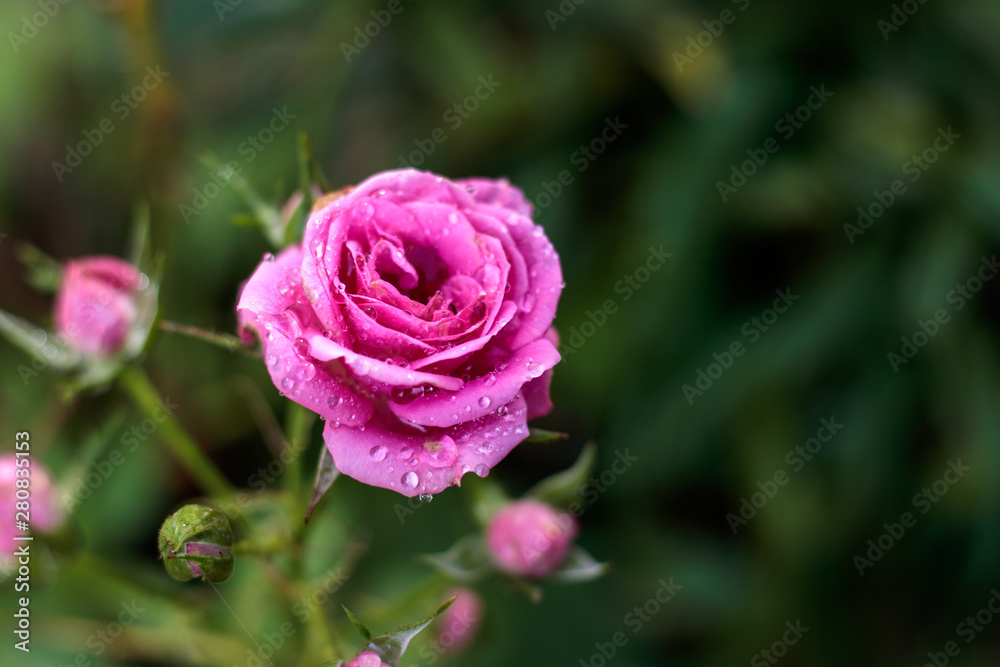 バラの花 バラの花