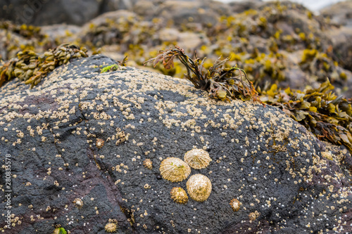 Rocks and shells