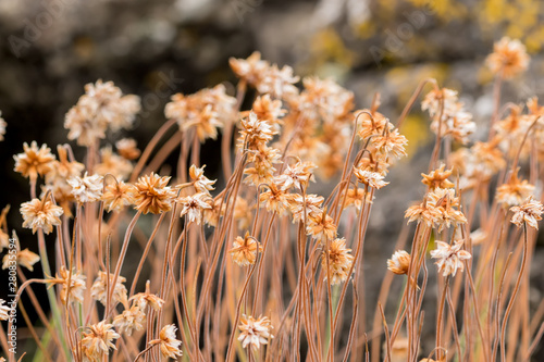 Flowers of a plant