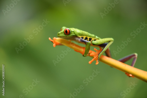 Red-Eyed Leaf Frog on flower