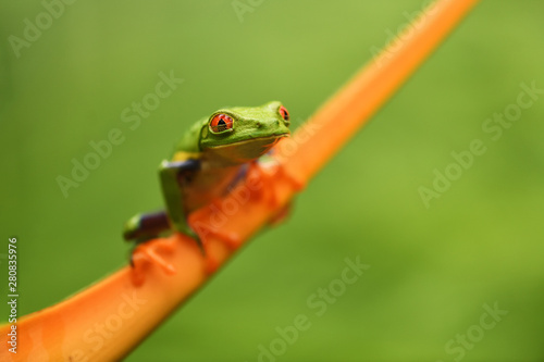 Red-Eyed Leaf Frog sitting on flower