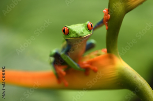 Red-Eyed Leaf Frog posing on flower