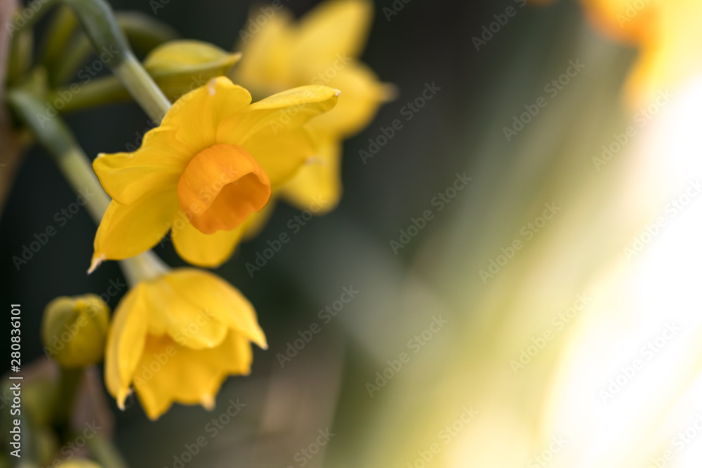 水仙の花 初春イメージ 水仙の花 初春イメージ