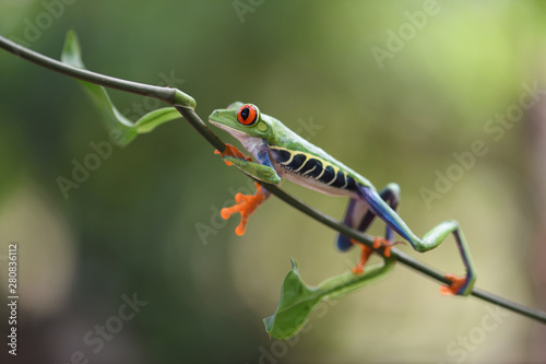 Red-Eyed Leaf Frog walking on plant stem