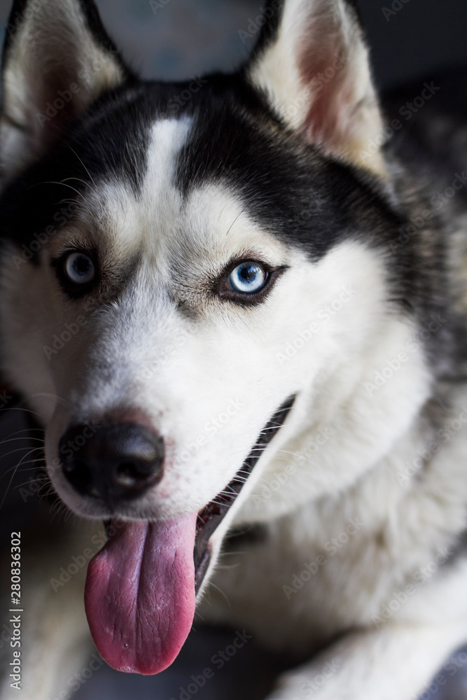 Portrait of a dog breed Husky close-up, dog sticking his tongue from the heat looks into the frame.