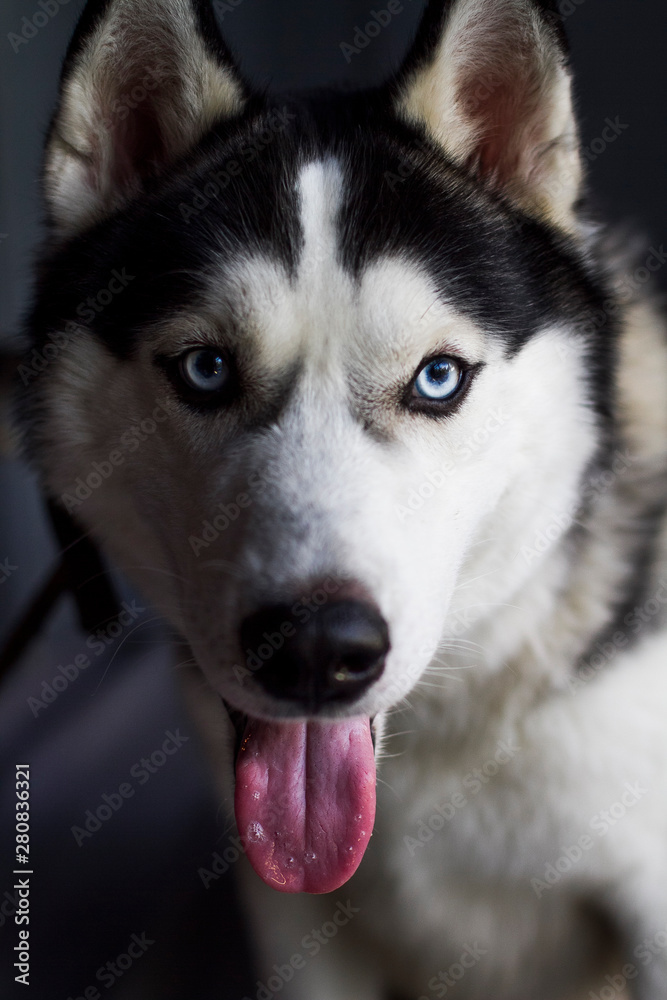 Muzzle of black white husky close up, the dog looks into the frame with his mouth open.