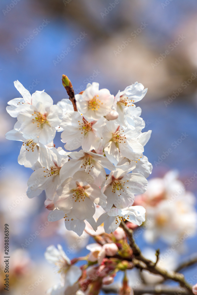 桜の花　春イメージ