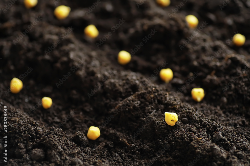 Seeds in the ground. Seed preparation for planting in the spring. Seeds in the ground. Seed preparation for planting in the spring.