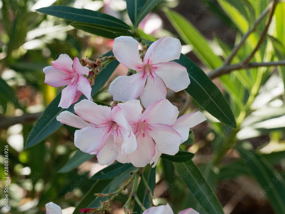 Nerium oleander in bloom with white and pink flowers in clusters at the end of each branch and dark-green lanceolate leaves Nerium oleander in bloom with white and pink flowers in clusters at the end of each branch and dark-green lanceolate leaves