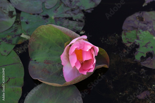 Pink lotus in the pond