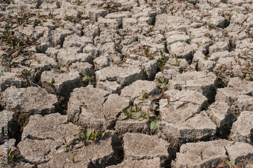 dry out soil