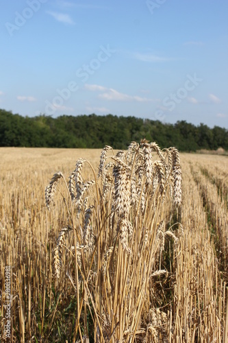 field of wheat after of harvesting