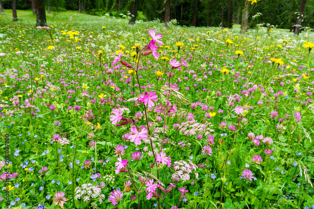 Blumenwiesen im Sextener Fischleinbachtal Blumenwiesen im Sextener Fischleinbachtal