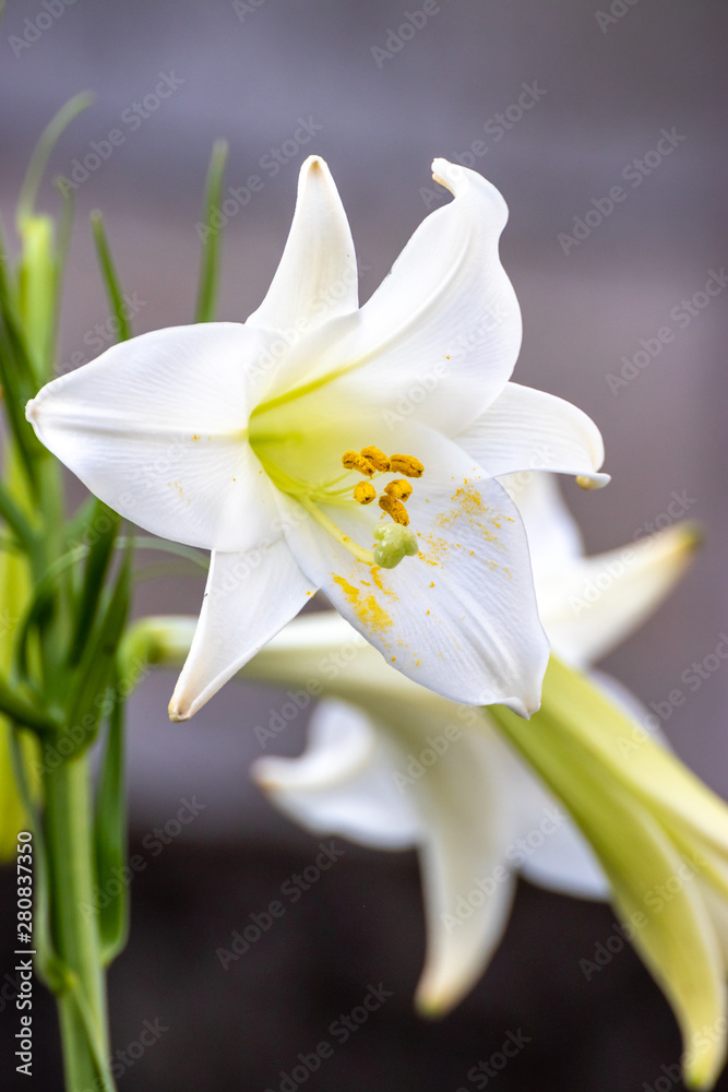 Obraz premium 百合の花