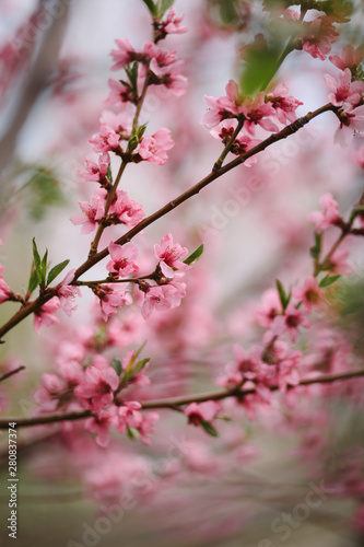 peach blossom in may first picture