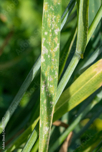Fototapeta Naklejka Na Ścianę i Meble -  wheat fungal disease
