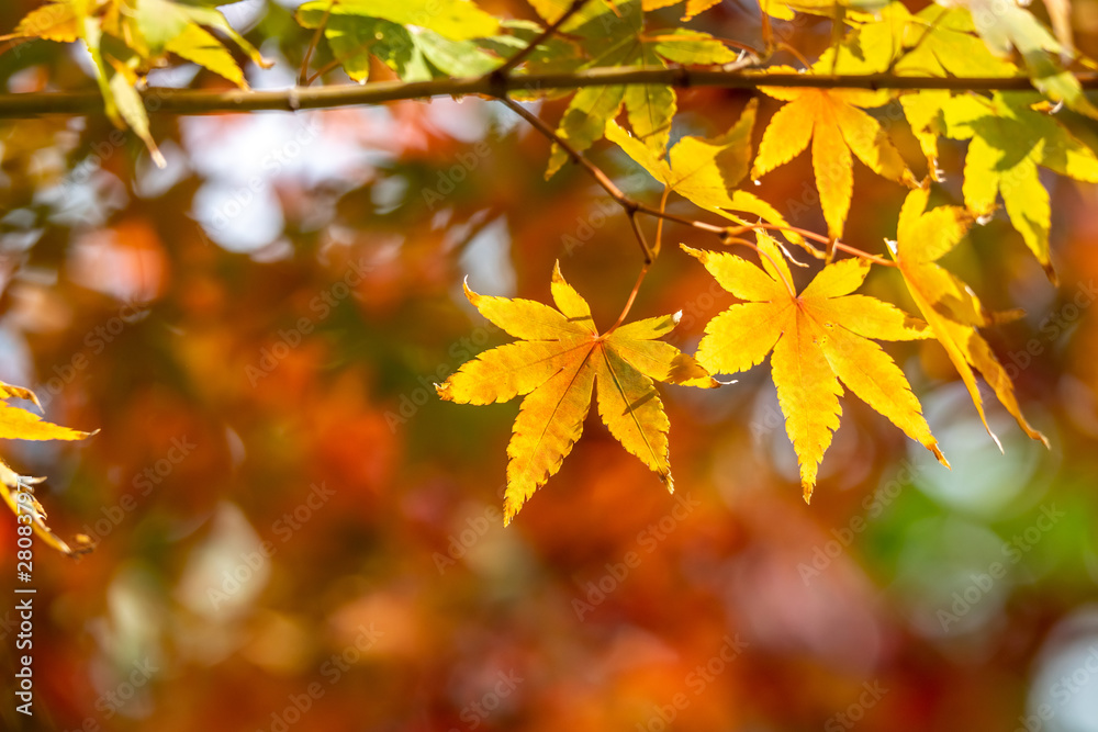 Fototapeta premium 紅葉 秋イメージ