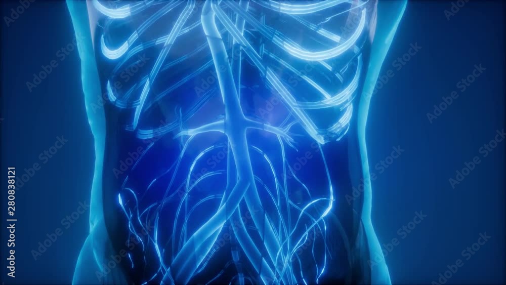 science anatomy scan of human blood vessels