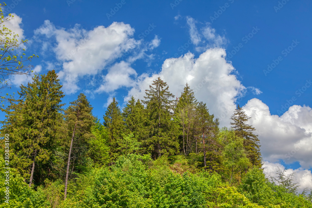 fir trees on the mountain hill against blue sky fir trees on the mountain hill against blue sky