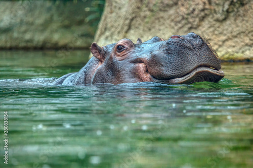 hippopotamus in water , big hippo head