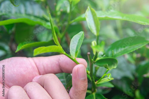 Hand plucking bud of tea leaves in organic tea garden.