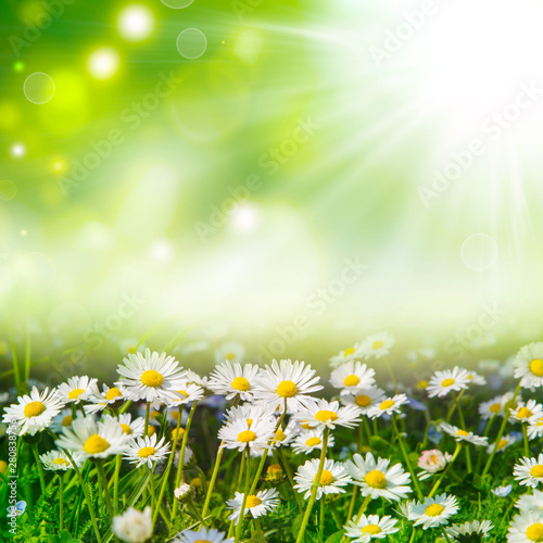 art bright natural background with white daisies