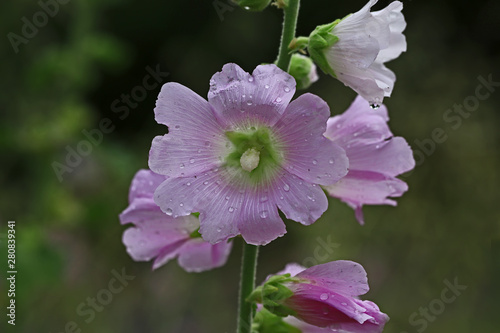 Mallow blossom