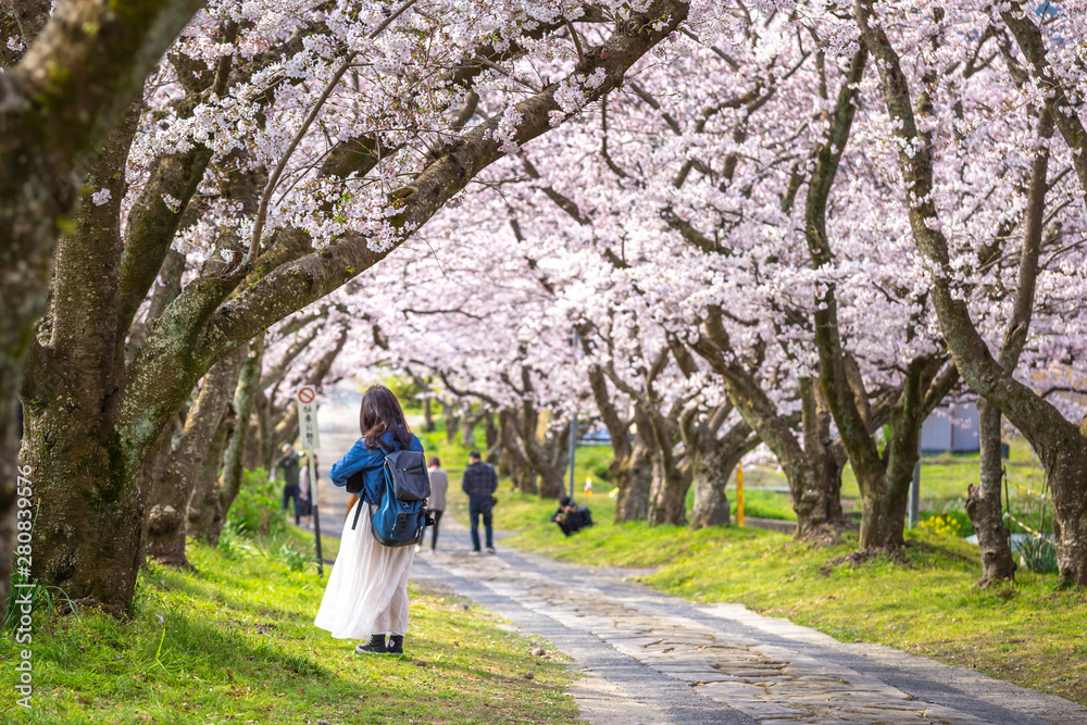 桜のアーチ 春イメージ 桜のアーチ 春イメージ
