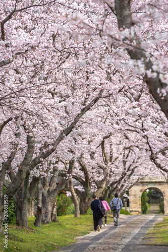 桜の花 春イメージ