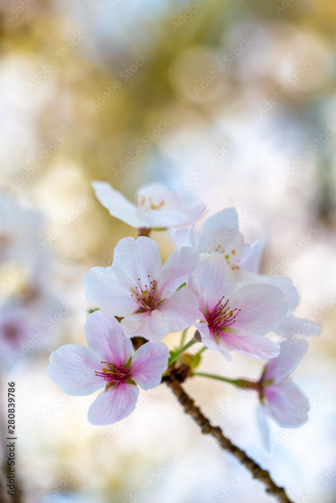 Fototapeta premium 桜の花 春イメージ