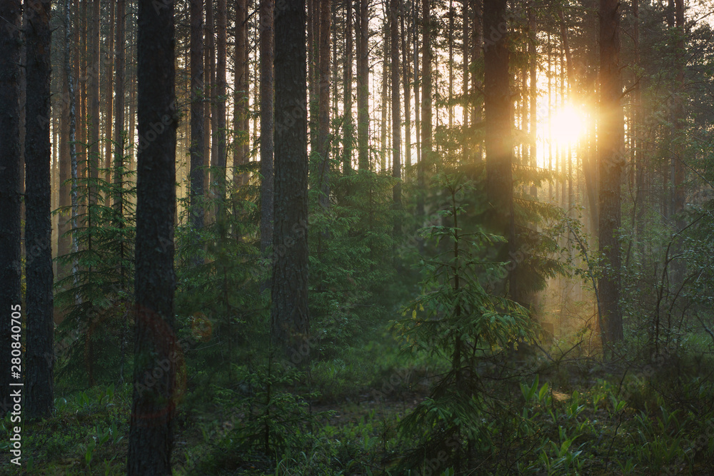 Obraz premium Dawn in the forest, the sun's rays penetrate through the pines and Christmas trees