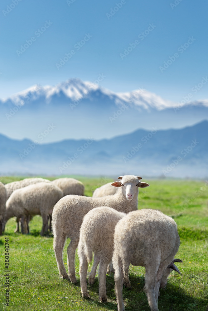 Fototapeta premium Sheeps are grazing front of Snowy high Bozdag mountain and one of sheep is looking at the camera Izmir Turkey