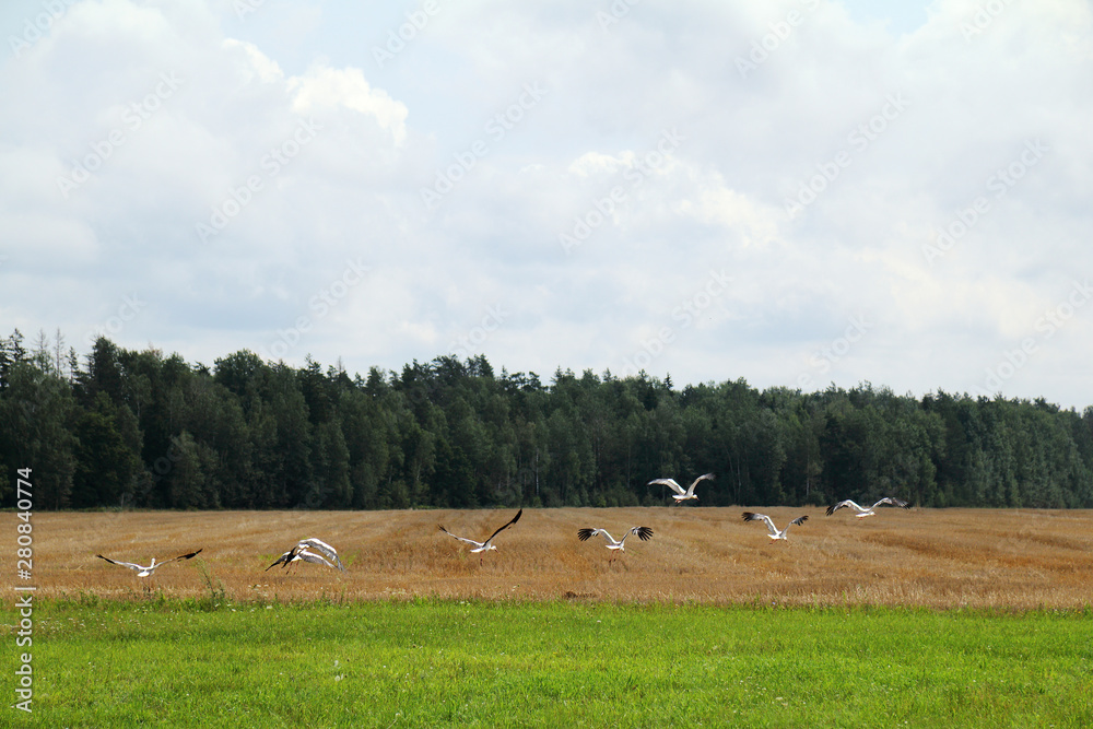 flock of storks takes off from the field against the backdrop of forests and clouds. spread your wings and fly up together
