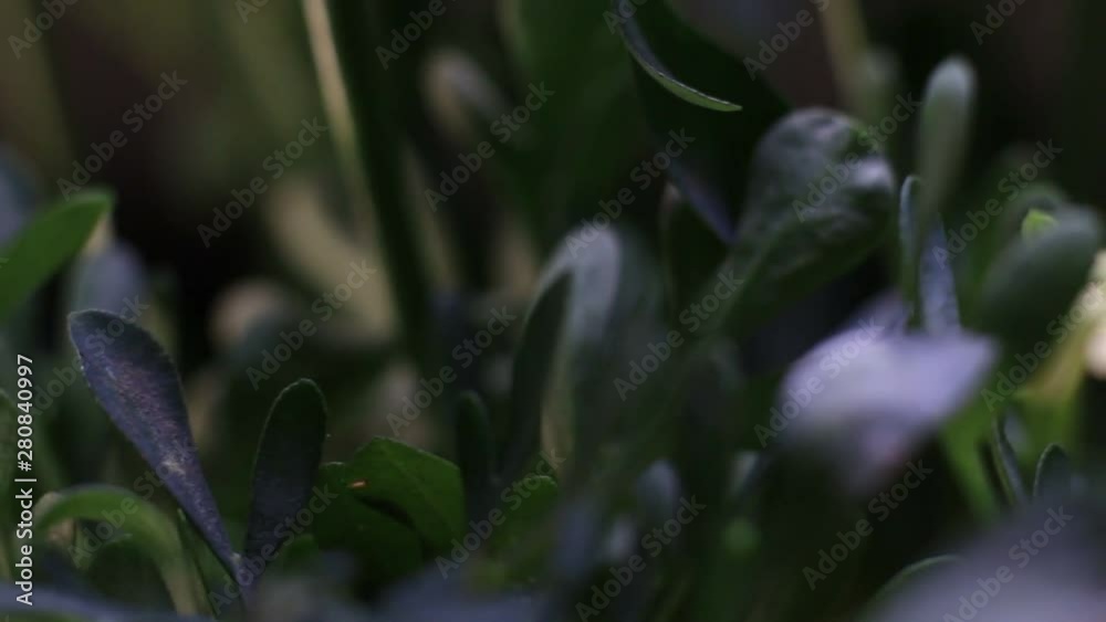 Extreme Close-Up Of Ruta Graveolens Also Known As Common Rue Or Herb-Of-Grace. Extreme Close-Up Of Ruta Graveolens Also Known As Common Rue Or Herb-Of-Grace.