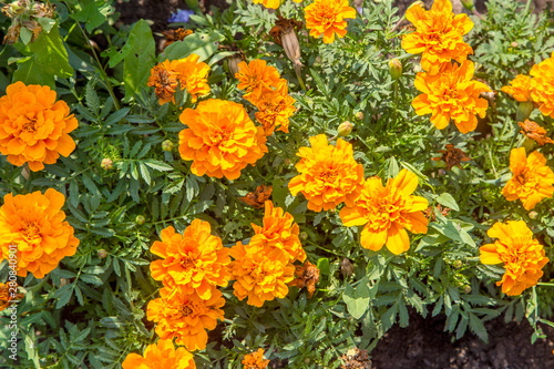 orange marigolds in a flower bed a beautiful ornamental plant © vitec40