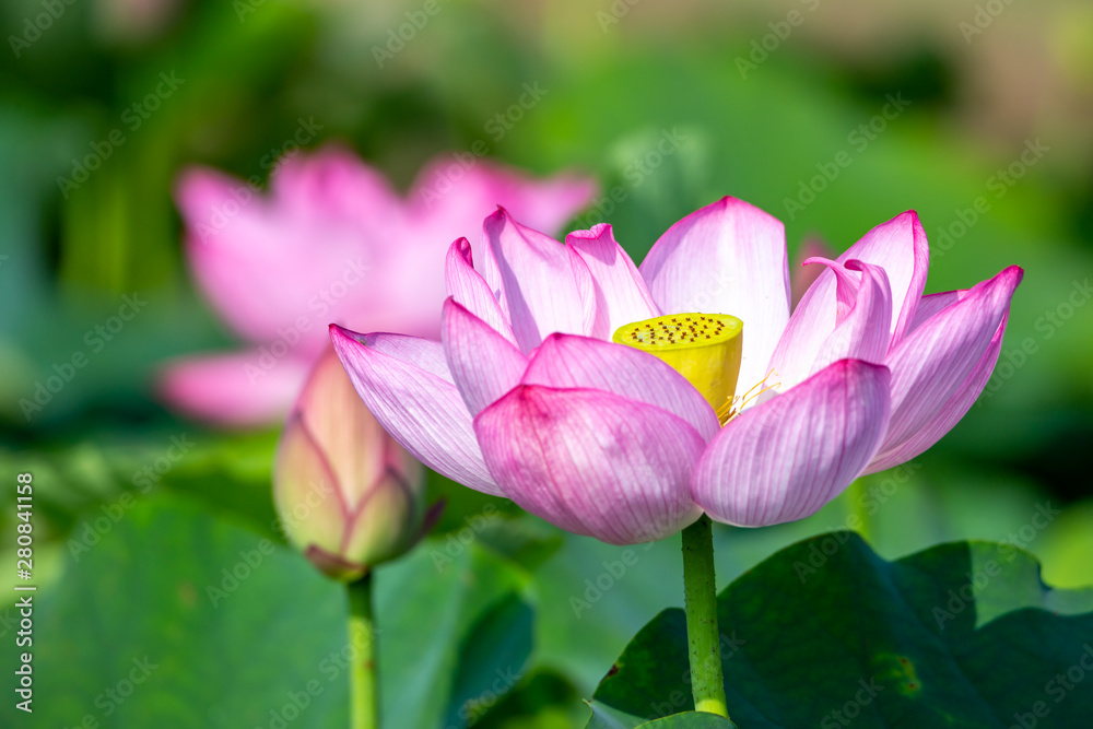 Obraz premium ハスの花