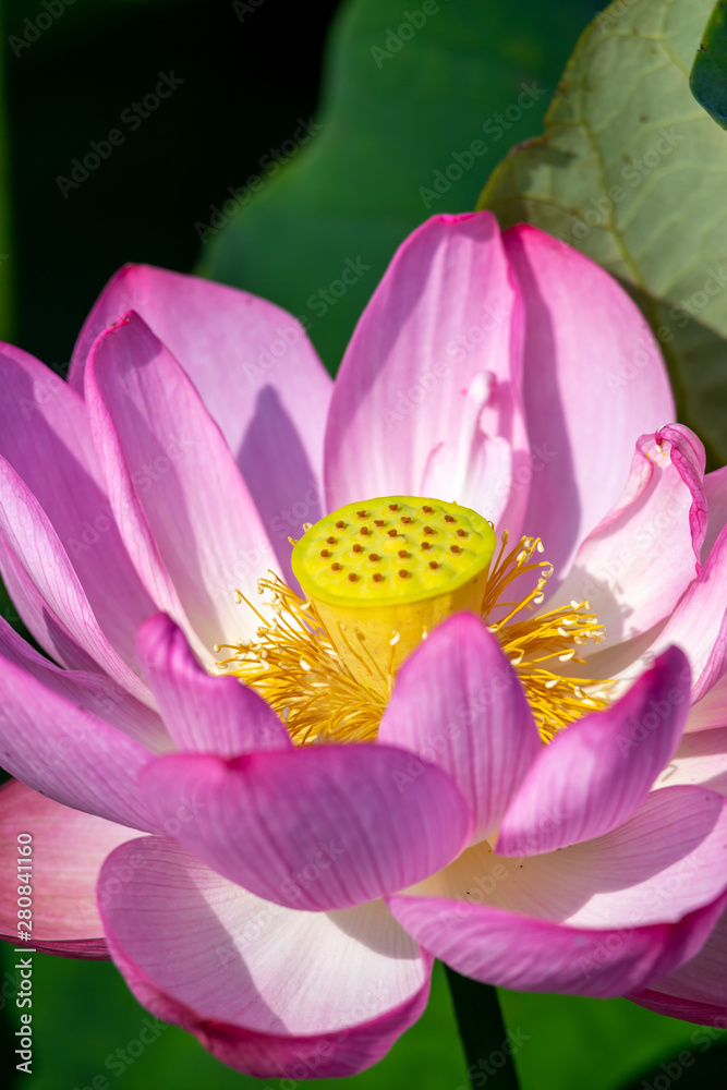 ハスの花 ハスの花