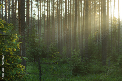 The sun's rays go right through the forest, illuminating it.