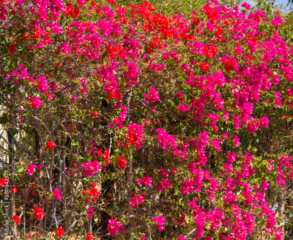 bouganvilla