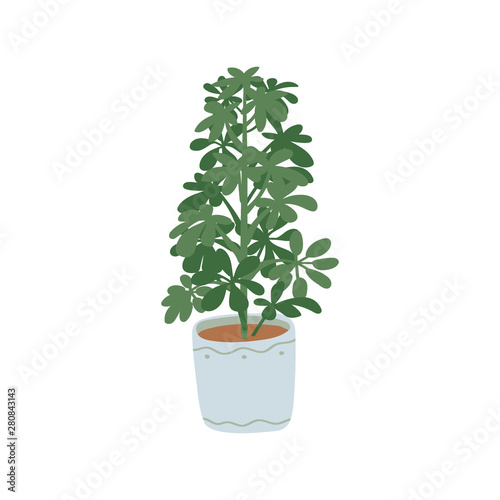 Schefflera . Pot plant. Houseplant isolated on white background. Vector illustration in hand-drawn flat