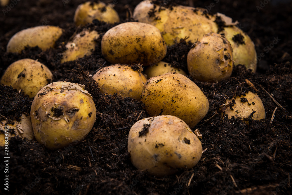 Bunch of Fresh Harvested Potatoes in Soil Dirt Bunch of Fresh Harvested Potatoes in Soil Dirt