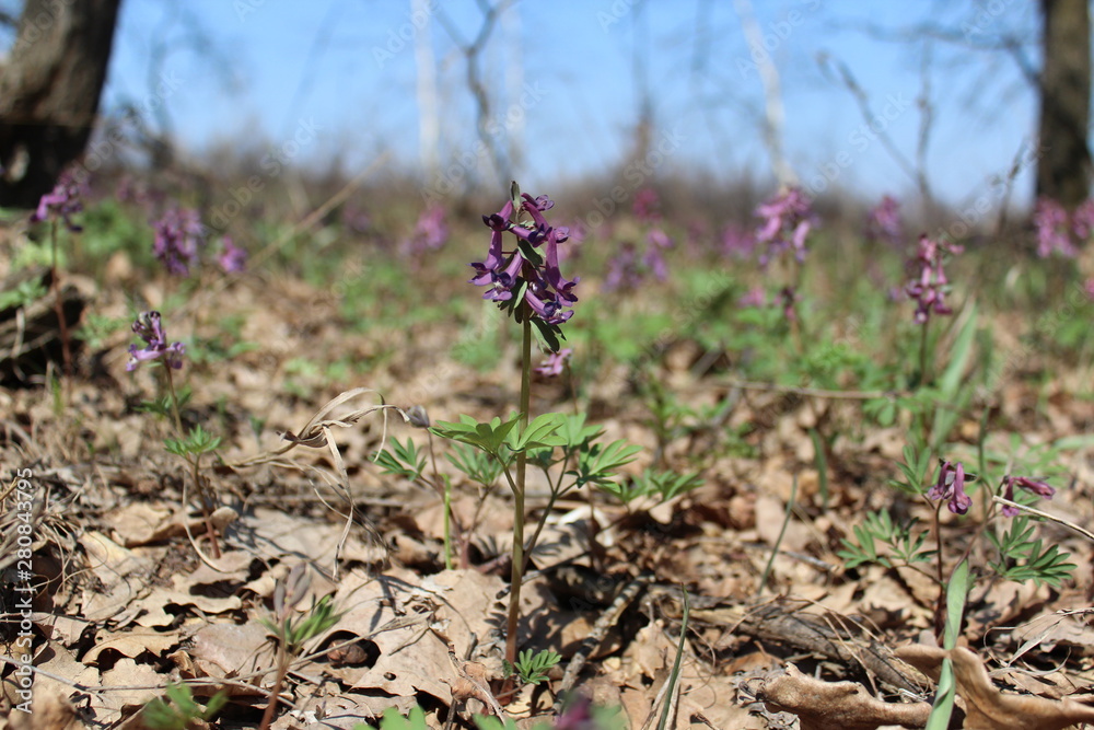 corydalis in spring