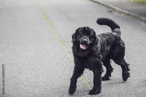 A purebred newfoundland black dog standing in the middle of the road with the tongue out