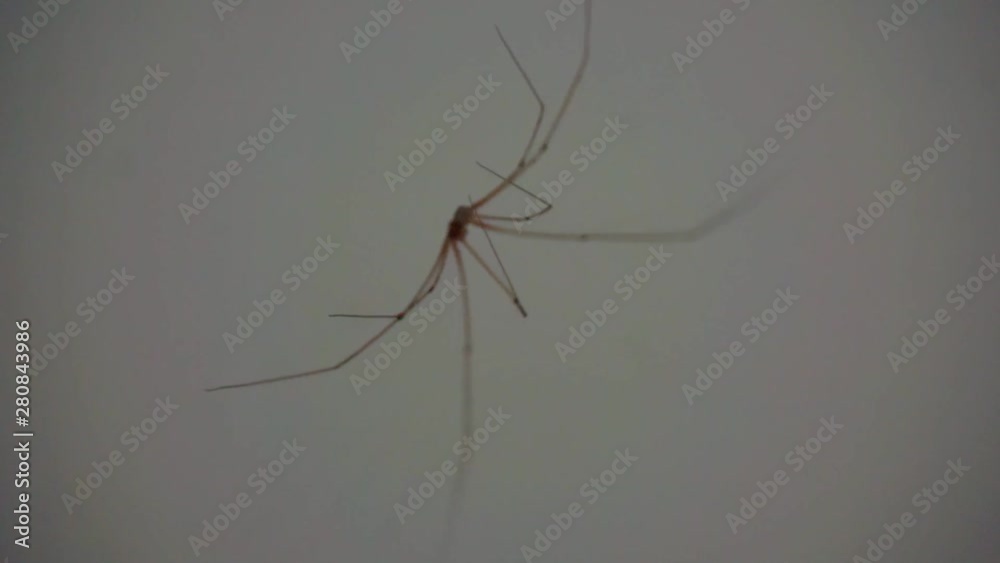 big spider close up.shallow depth of field big spider close up.shallow depth of field